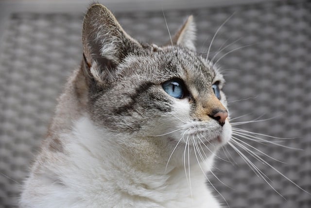 トルコに猫が多い理由：歴史・文化・社会が織りなす猫との関係