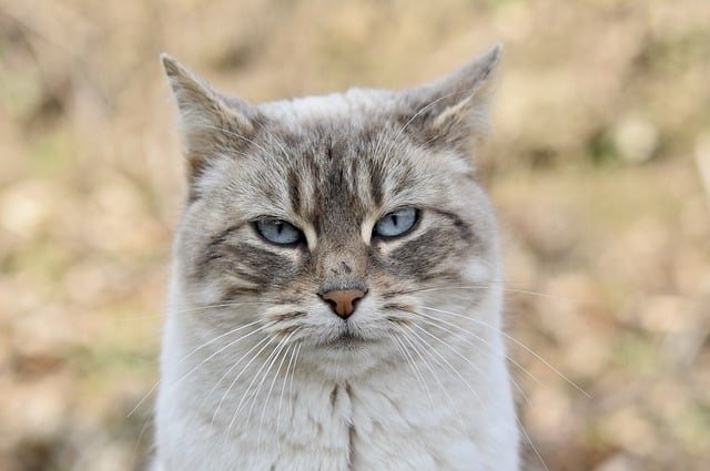 世界の猫たちに会いに行こう！猫がいっぱいの海外旅行先7選